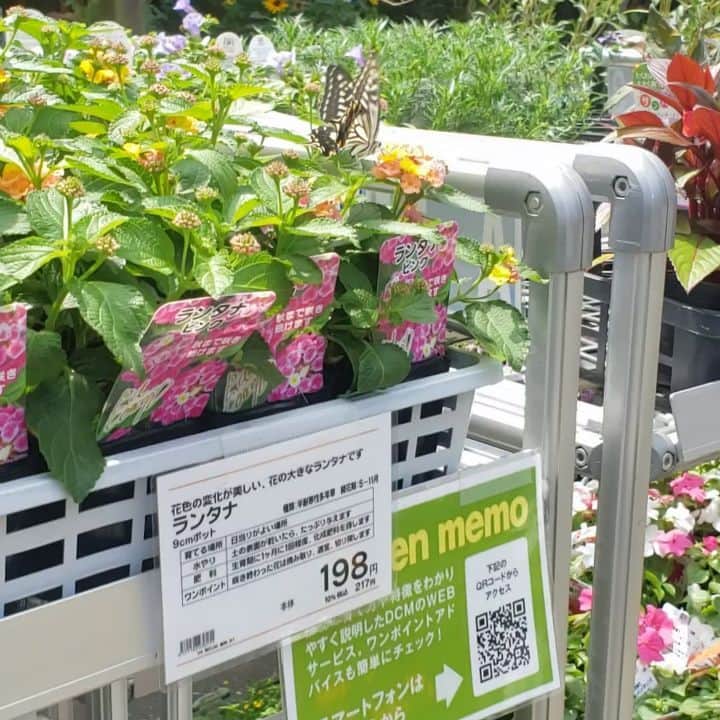 インゴのインスタグラム