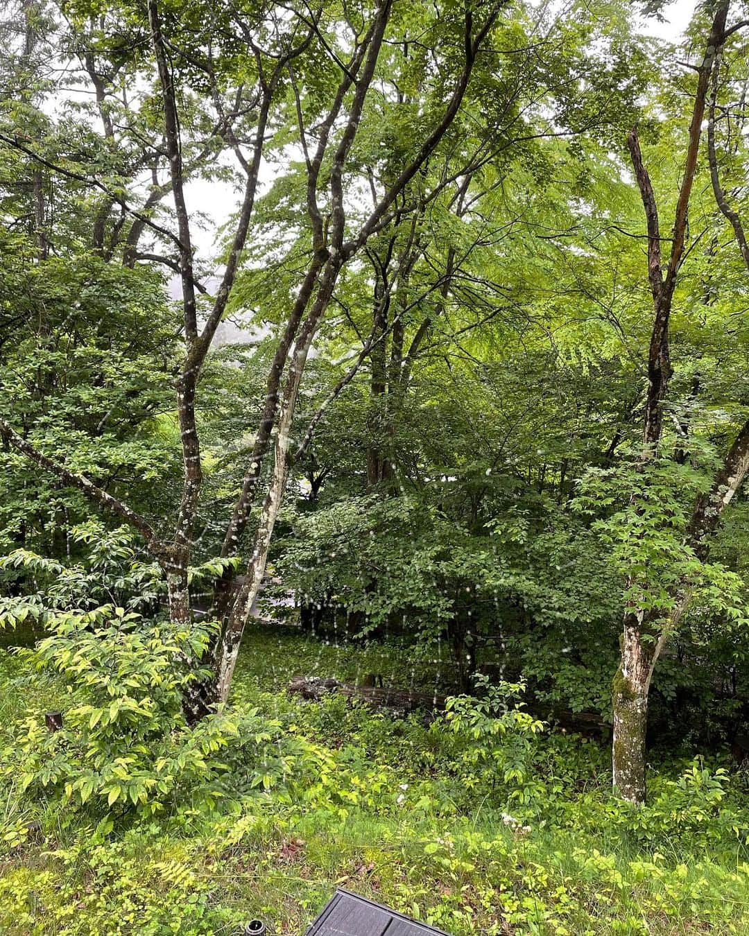 橋本志穂さんのインスタグラム写真 - (橋本志穂Instagram)「雨の庭で。。 雨だからこそ気付けた！ 芸術😍 わかるかな〜 わっなんねーだろうなぁ〜 🙃  #自然のアート」6月23日 11時16分 - shihohashimoto3