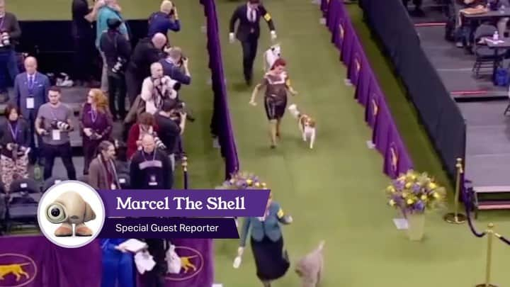 ジェニー・スレイトのインスタグラム：「#MarcelTheShell is back in the ring! The Sporting Group judging starts NOW! #WestminsterDogShow @marcelthemovie」