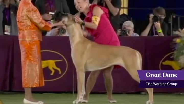 ジェニー・スレイトのインスタグラム：「Next up, Marcel introduces the Working Group — fresh off their 9-5’s! #WestminsterDogShow @marcelthemovie」