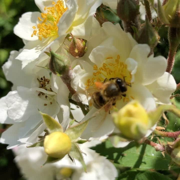 のインスタグラム：「✨Coming Soon ✨  A wonderful new collection featuring our favourite fuzzy, buzzy friends… 🐝  Keep a lookout on our Social channels, and sign up to our Hive to always bee the first to know!   Follow the link in bio 🌼  #AlexMonroeJewellery #InspiredbyNature #HandmadeinEngland #SustainablyMinded #Bees #NewCollection」