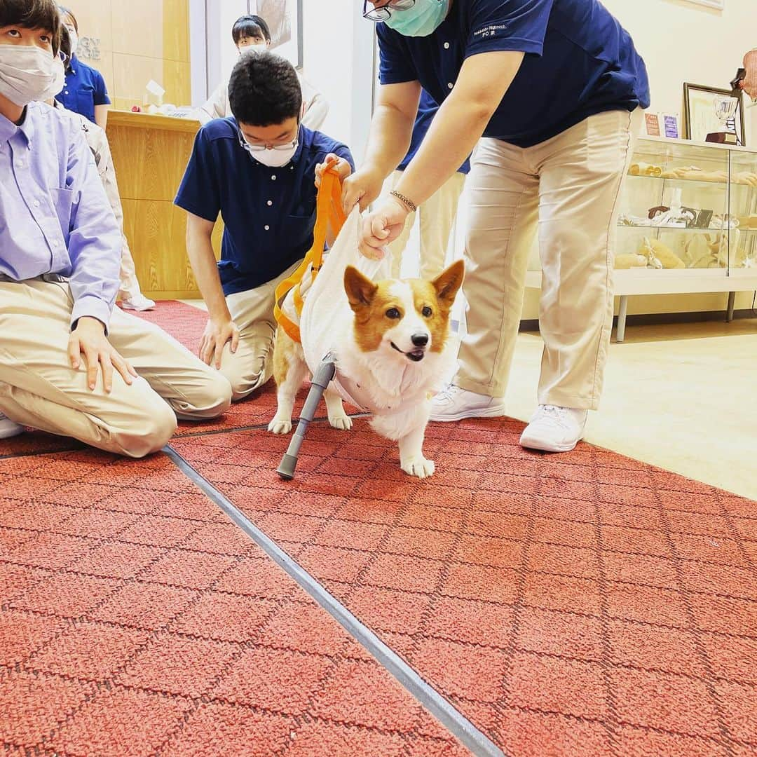 はいてくPOさんのインスタグラム写真 - (はいてくPOInstagram)「北海道ハイテクノロジー専門学校 義肢装具士学科 アニマルブレース  本日は動物義肢装具の特別講義です。  2匹のワンちゃんの義足の仮合わせでした🐕  なかなか見る機会のない症例でしたね！  ご協力いただいた ルイちゃん、ユキちゃん ありがとうございました😊  #北海道ハイテク #義肢装具士 #義肢装具士学科 #臨床スキル #アニマルブレース #動物の義肢装具」6月23日 17時47分 - hhtpo