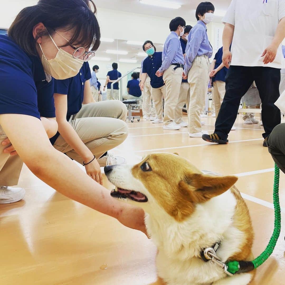 はいてくPOさんのインスタグラム写真 - (はいてくPOInstagram)「北海道ハイテクノロジー専門学校 義肢装具士学科 アニマルブレース  本日は動物義肢装具の特別講義です。  2匹のワンちゃんの義足の仮合わせでした🐕  なかなか見る機会のない症例でしたね！  ご協力いただいた ルイちゃん、ユキちゃん ありがとうございました😊  #北海道ハイテク #義肢装具士 #義肢装具士学科 #臨床スキル #アニマルブレース #動物の義肢装具」6月23日 17時47分 - hhtpo