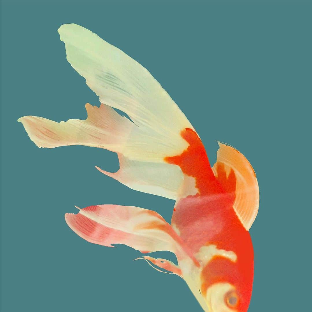 若菜みさのインスタグラム：「金魚を撮ってみました。  昔金魚を飼っていたときに、 クラシックを聴かせれば音感がつくのでは？と思いベートーヴェンを聴かせていました。(小2)」
