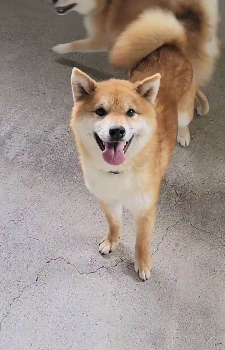 柴犬たま Shibainu Tamaのインスタグラム