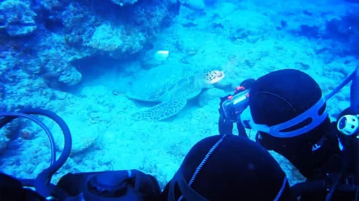 ワシントン・フェラーリのインスタグラム：「I love ishigaki. I want to scuba dive again🤿🐢🐟  @hiroki3.h  @tenchikurin10」