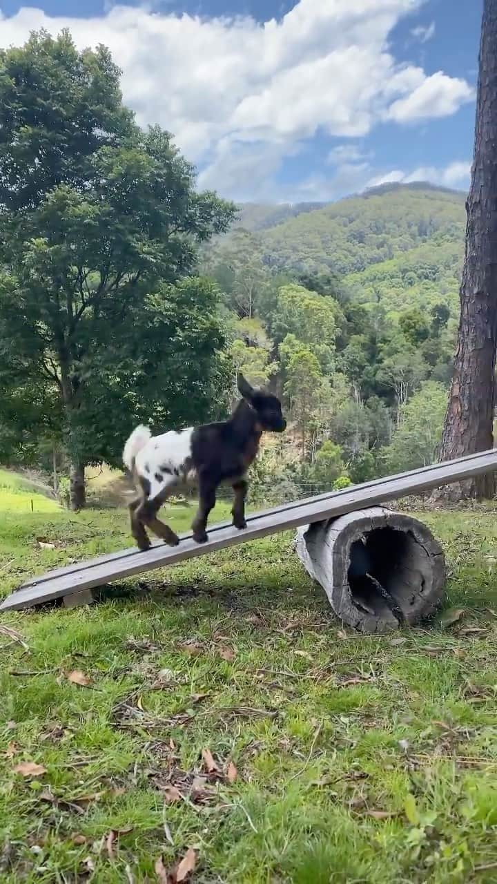 animalsのインスタグラム：「@motherthemountain with the cutest video of a baby goat learning how to use the see-saw. 🥺🐐 The little tumble at the end is the cutest! 😅 Video by: @motherthemountain  Music by: Under The Sea - String Orchestra 🎶」