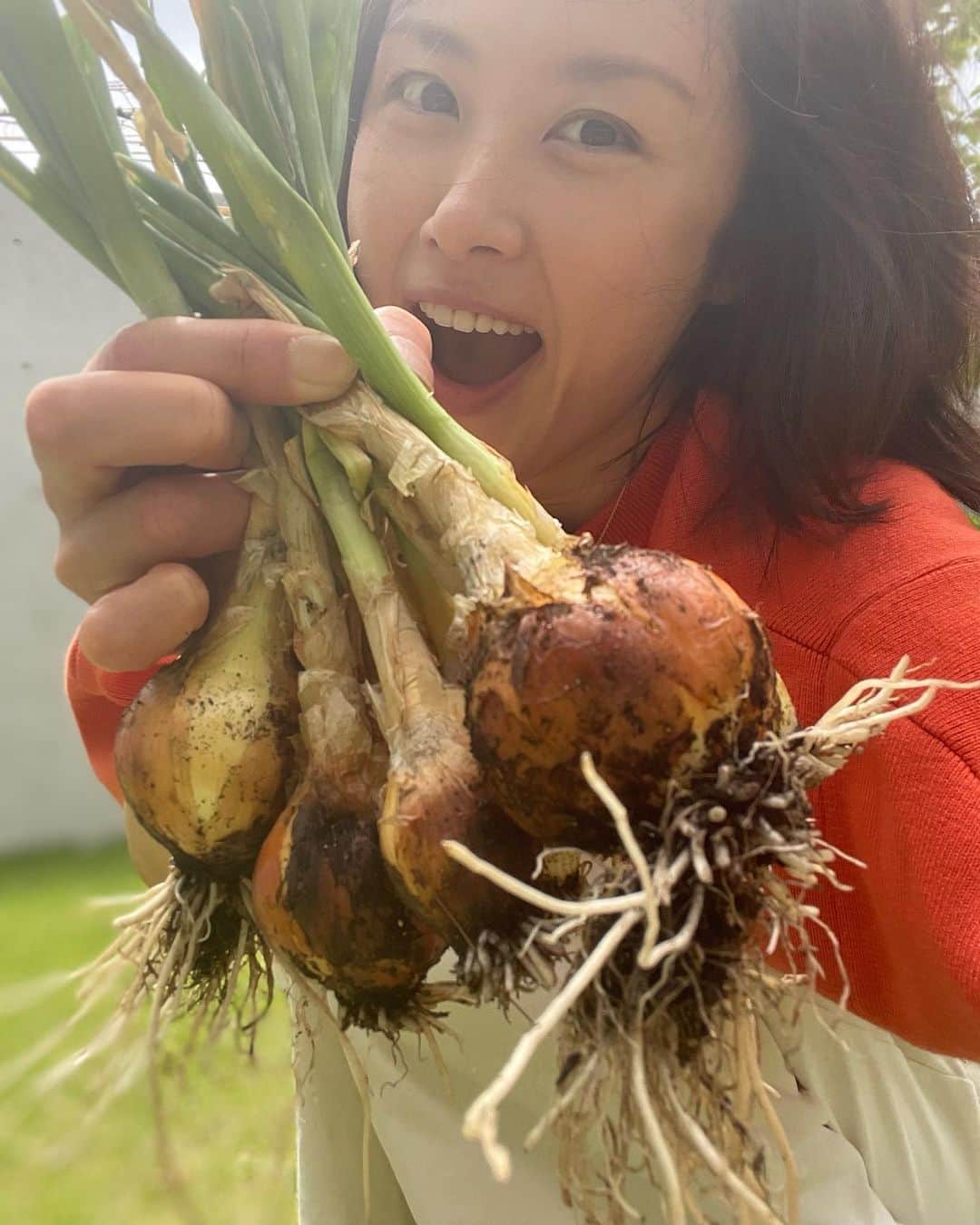 山口もえのインスタグラム：「・  去年11月に苗を植えたタマネギ🧅 虫に狙われ、退治し、また狙われて… もう無理かと思ったけど無事に収穫できました♡ 小粒だけど嬉しい！！！！！！🤣  #家庭菜園#プランター菜園 #玉ねぎ #自分で育てた野菜は特別 #残さず頂きます #❤️」