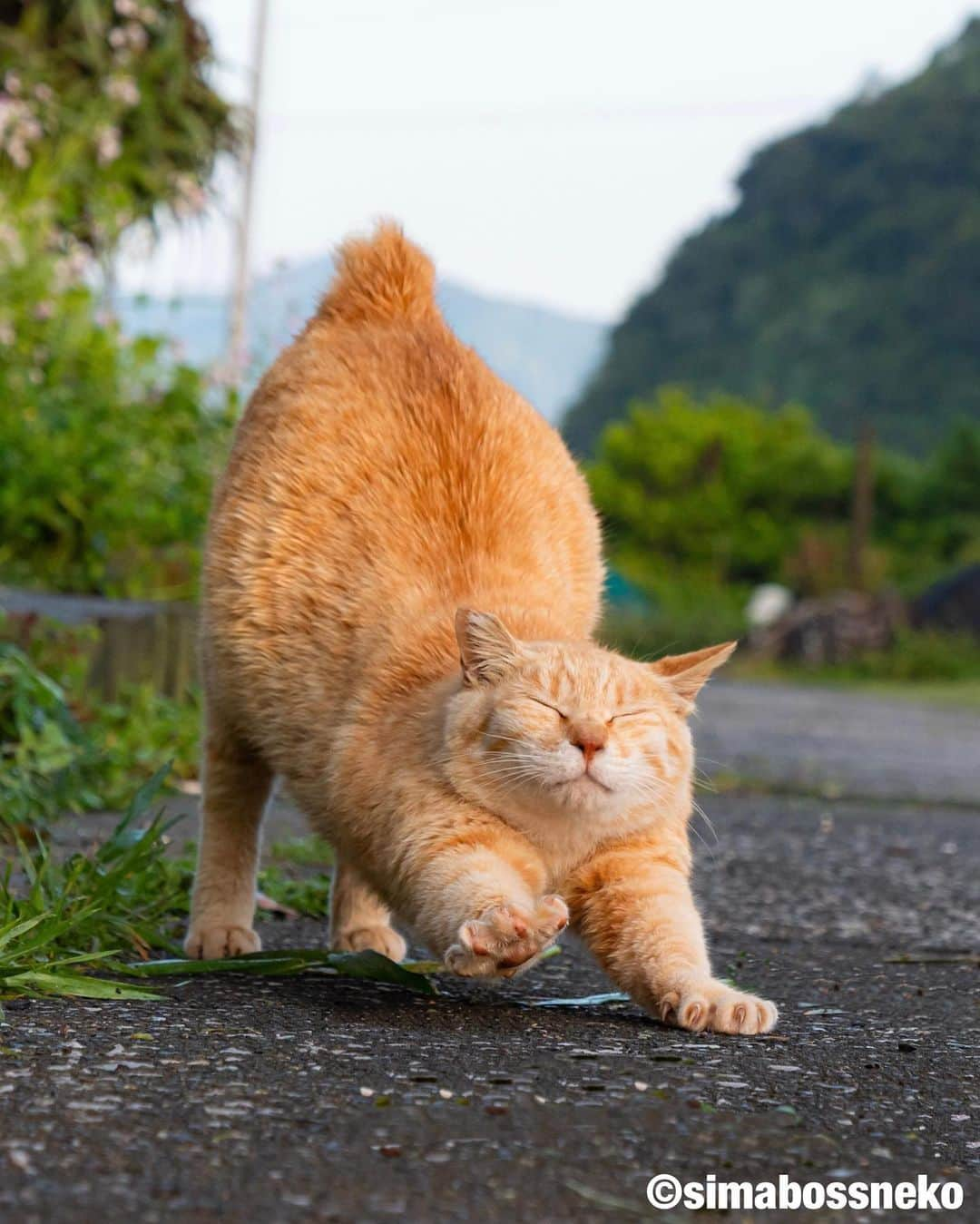 simabossnekoさんのインスタグラム写真 - (simabossnekoInstagram)「・ のびのびいい感じ〜✨ Let's Yoga exercise🐾🐾 Swipeしてね←←← ・ ・ 〜お知らせ〜 昨年に引き続き、昭文社「にゃっぷる 旅するねこカレンダー2023」にて @simabossneko と ぺにゃんこの写真が掲載される事となりました！  只今、ご一緒にカレンダーに登場していただけるにゃんこ写真を募集中です😸  ■応募方法 ① @mapple_nyapple （にゃっぷる編集部）をフォローしてください。 ※採用時のご連絡のため  ②ご自慢のねこ写真を用意し #にゃっぷるカレンダー23 のタグをつけて投稿。  ■応募締め切り 2022年6月26日（日）  応募についての注意事項など、詳細は下記URLをご確認ください ↓↓↓ https://www.mapple.net/original/355832/  @simabossneko または @p_nyanco22 のストーリーハイライト「6/26〆切 募集中」にも、上記URLを貼っています。  ネットでは【まっぷるトラベルガイド 2023 ねこ写真募集】と検索してみてください🔎  ※応募締め切り後は、にゃっぷる編集部にて、カレンダーのスペースにあわせて ご応募作品の中から各月4～5点、合計50点前後の作品が選ばれ採用となります。  皆さまからのご応募お待ちしております！ ・ ・ #しまねこ #島猫 #ねこ #自由猫 #にゃんすたぐらむ #猫写真 #みんねこ #catsofinstagram #過去pic #cats_of_world #catloversclub #pleasantcats #catstagram #meowed #ig_japan #lumixg9」6月24日 8時01分 - simabossneko