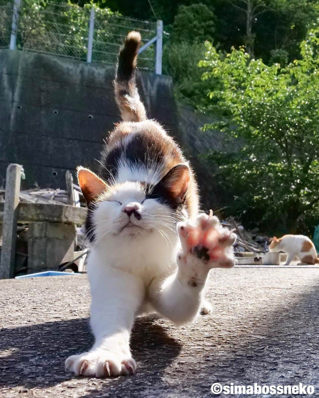 simabossnekoさんのインスタグラム写真 - (simabossnekoInstagram)「・ のびのびいい感じ〜✨ Let's Yoga exercise🐾🐾 Swipeしてね←←← ・ ・ 〜お知らせ〜 昨年に引き続き、昭文社「にゃっぷる 旅するねこカレンダー2023」にて @simabossneko と ぺにゃんこの写真が掲載される事となりました！  只今、ご一緒にカレンダーに登場していただけるにゃんこ写真を募集中です😸  ■応募方法 ① @mapple_nyapple （にゃっぷる編集部）をフォローしてください。 ※採用時のご連絡のため  ②ご自慢のねこ写真を用意し #にゃっぷるカレンダー23 のタグをつけて投稿。  ■応募締め切り 2022年6月26日（日）  応募についての注意事項など、詳細は下記URLをご確認ください ↓↓↓ https://www.mapple.net/original/355832/  @simabossneko または @p_nyanco22 のストーリーハイライト「6/26〆切 募集中」にも、上記URLを貼っています。  ネットでは【まっぷるトラベルガイド 2023 ねこ写真募集】と検索してみてください🔎  ※応募締め切り後は、にゃっぷる編集部にて、カレンダーのスペースにあわせて ご応募作品の中から各月4～5点、合計50点前後の作品が選ばれ採用となります。  皆さまからのご応募お待ちしております！ ・ ・ #しまねこ #島猫 #ねこ #自由猫 #にゃんすたぐらむ #猫写真 #みんねこ #catsofinstagram #過去pic #cats_of_world #catloversclub #pleasantcats #catstagram #meowed #ig_japan #lumixg9」6月24日 8時01分 - simabossneko