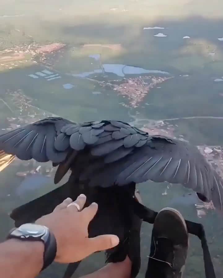 WildLifeのインスタグラム：「Flying high with a black vulture 🦅 🪂 Tag someone who would love to do this!  🎥 by @rafaellvital, with @uru_fly  📍Serra da Aratanha, Brazil.」