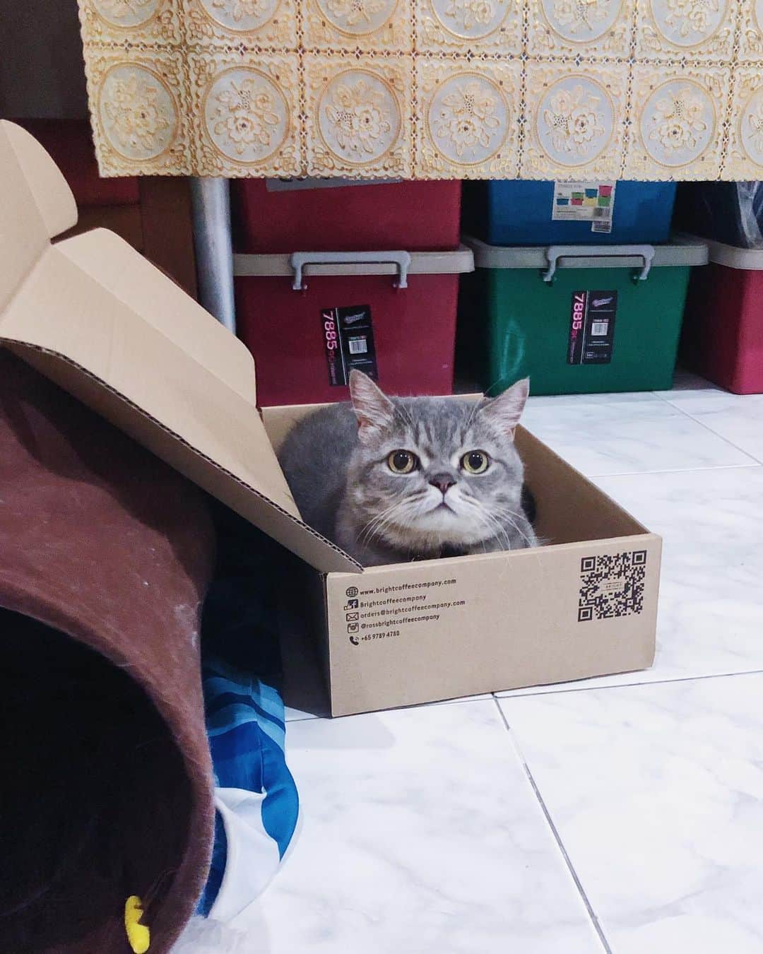 Pancakeのインスタグラム：「🙃 Happy hooman, happy cat. She gets her coffee fix ☕️, he gets the box. 📦 #cats #catstagram #catsoninstagram #catsofinstagram #sgcats #pets #instagramcats #munchkincats #neko #ねこ #マンチカン短足 #猫 #まんちかん部 #マンチカン部」