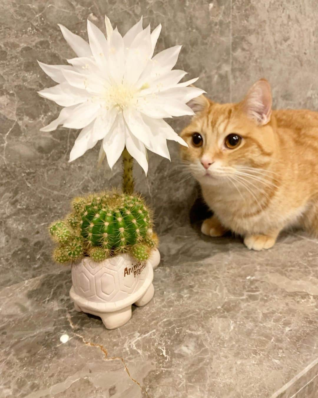 加藤綾子のインスタグラム：「* サボテンの花が咲きましたー✨  水曜日の夜に咲いていて感動🥹  1日しか咲かないサボテンの花。 何とも感慨深いです🌸  マロ吉も 凄いね〜😳 って見ていて可愛い😂💕  #亀さんサボテン #ありがとう #1週間お疲れ様でした #素敵な週末を」