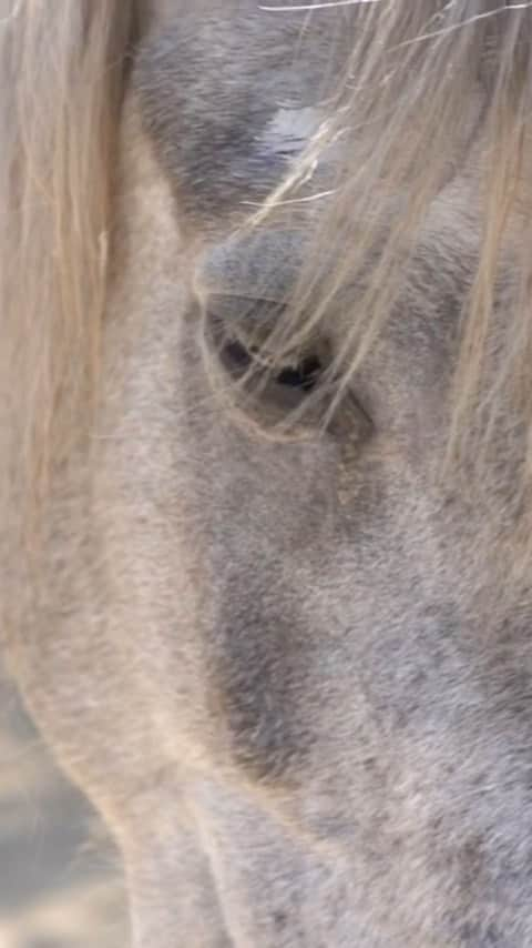 マッケンジー・フォイのインスタグラム：「This is Whisper of the Wild. She is a young wild mustang that just a few weeks ago, was found starved, neglected, and on her way to slaughter. Because of @ashleyavis and @wildbeautyspirit she was saved and began the road to recovery.  It’s my honor, to be her new adopter. With the guidance of veterinarians and trained professionals we will continue her rehabilitation and eventual training. The goal is not to tame the wild in her but to learn to speak to it. To help her find her peace and place in the world. Thank you to everyone who made this possible. I can’t wait to learn from this incredible girl.」