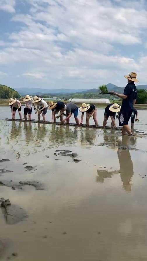 のインスタグラム：「ライスフィールドプロジェクト 田植えの様子を生配信🌾  ライスフォースの原料であるお米づくりに取り組むプロジェクトの活動の様子をご紹介しました。  ライスフォースの地元、香川県の自然豊かな風景を是非皆様もご覧ください🌿  #ライスフォース #riceforce #ライスフィールドプロジェクト #スキンケア #お米づくり #田植え」