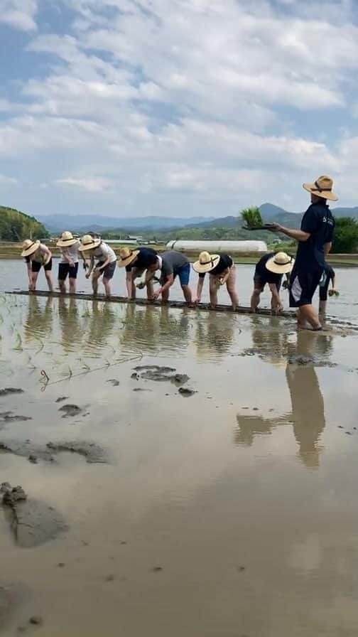 ライスフォースのインスタグラム：「ライスフィールドプロジェクト 田植えの様子を生配信🌾  ライスフォースの原料であるお米づくりに取り組むプロジェクトの活動の様子をご紹介しました。  ライスフォースの地元、香川県の自然豊かな風景を是非皆様もご覧ください🌿  #ライスフォース #riceforce #ライスフィールドプロジェクト #スキンケア #お米づくり #田植え」