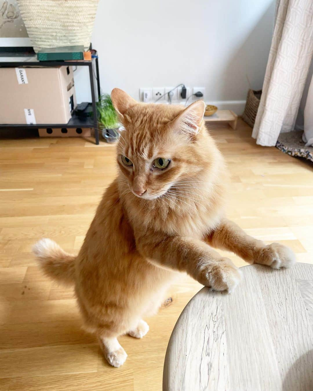 猫沢エミさんのインスタグラム写真 - (猫沢エミInstagram)「今朝、「なんか💩くさい！」と原因を探してみたら、ユピ坊ちゃんのおしりについておりました😅  毛の長いユピ坊は、飲み込んだグルーミングの毛がときどき💩の首飾りを作っちゃう。それがおしりでぷらぷら揺れておったんですな。  はいよ、もうきれいだよ。  今朝も穏やかに晴れのパリ。ここからしばらくは最高気温が30℃を越えない、過ごしやすい気温が続く予報。  #ユピ坊 のこのポーズちょっとめずらしい👀　#猫パリ　#猫沢エミのインターナショナル五十路ライフシフト  #猫沢エミリーパリへ行く」6月24日 17時38分 - necozawaemi