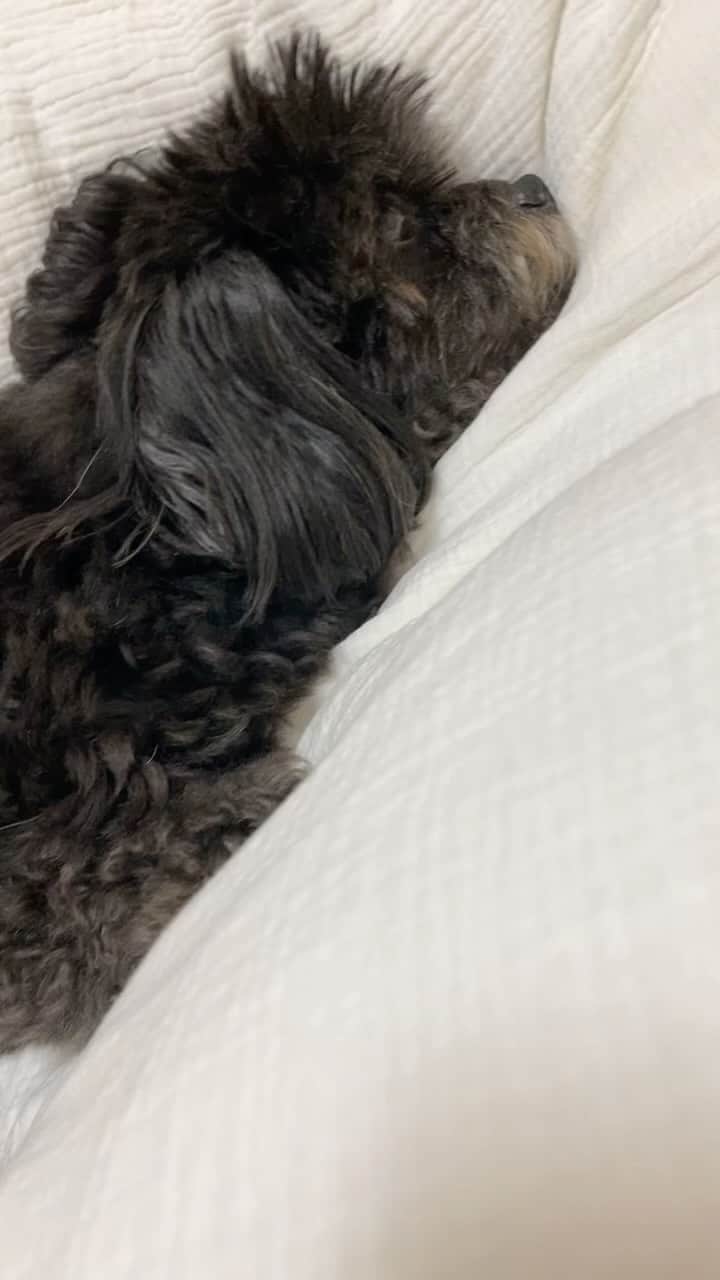 白木優子のインスタグラム：「おねむをおじゃま #愛犬 #ワンコ #チワプー #チワプー男の子  #family #家族」