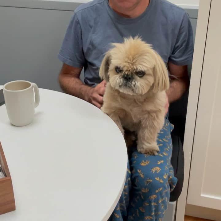 Dougie the Shih Tzuのインスタグラム：「Morning routine. #fridaymomentofzen」