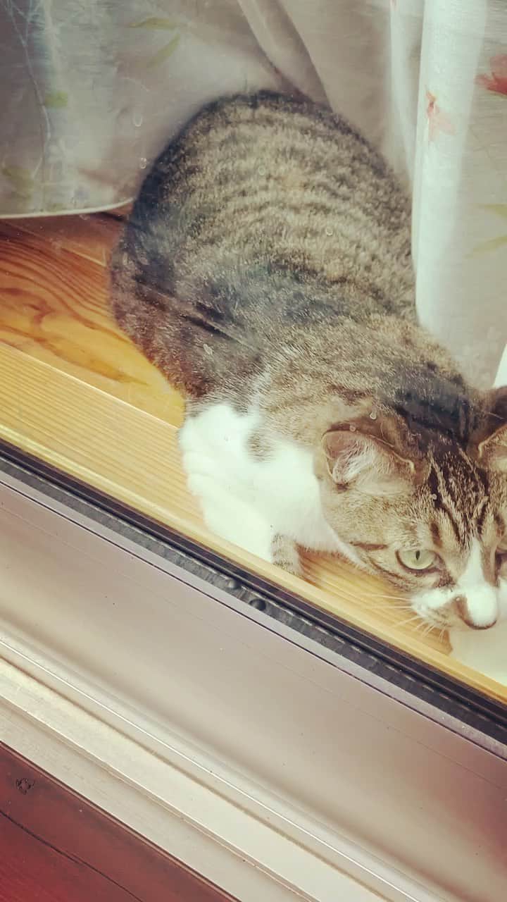 ゆきのさつきのインスタグラム：「ベランダから覗いてみた😸  #うちのお嬢さん」
