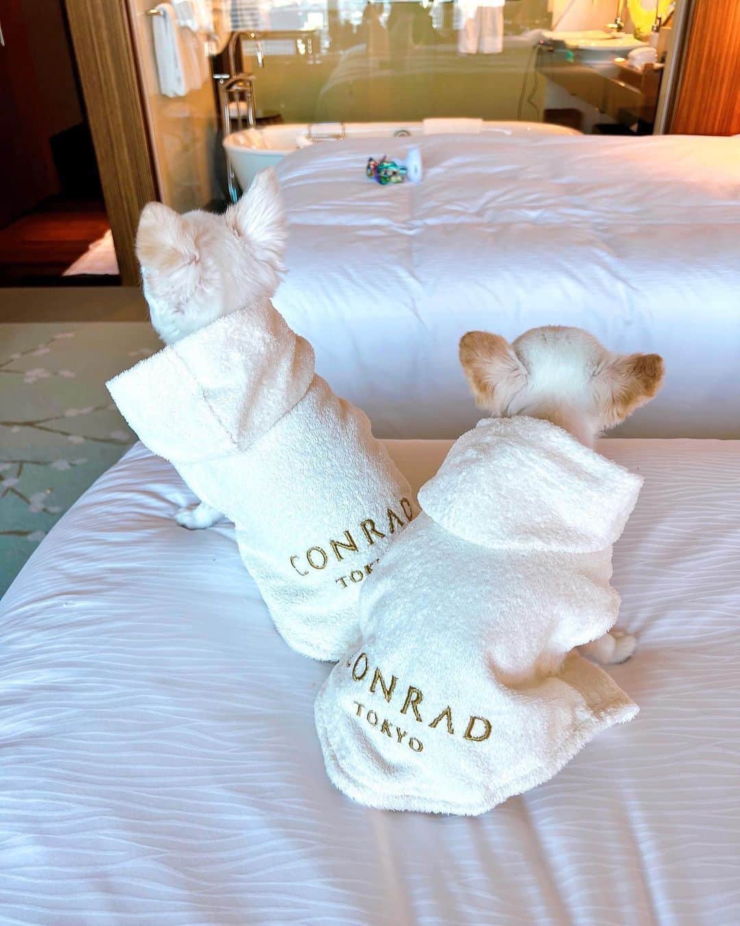さわいえりさんのインスタグラム写真 - (さわいえりInstagram)「ちわわんずとコンラッド東京に泊まった♡  犬用バスローブが可愛すぎる🥺💗  @conrad_tokyo  #チワワ#チワワのいる暮らし #コンラッド東京」6月25日 15時21分 - beauty_eri7