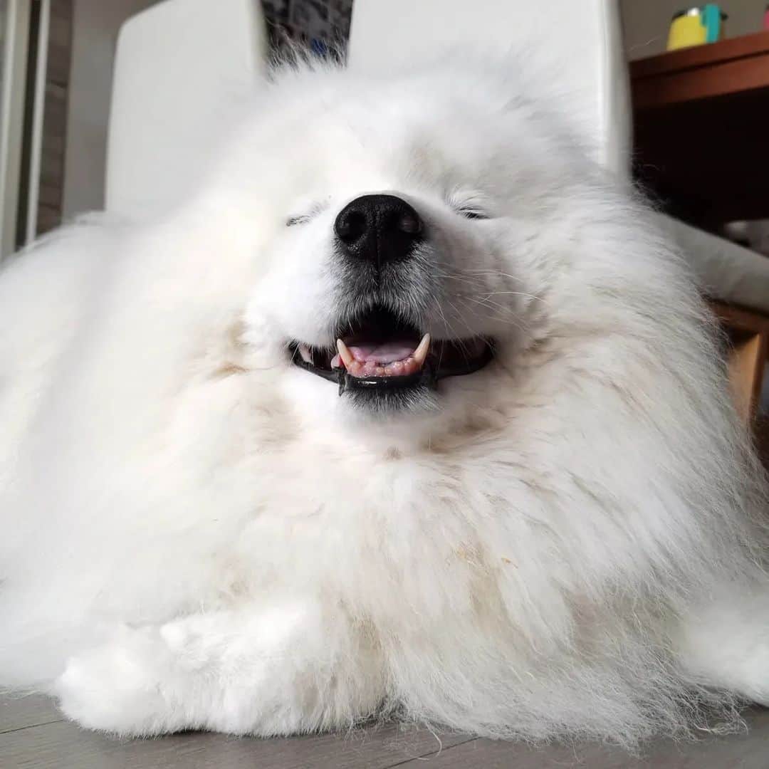 Alex Toのインスタグラム：「😆😆😆 #cute #dog #doglover #dogsofinstagram #dogoftheday #dogofthedayjp #dogstagram #fluffy #hkig #hongkong #ilovemydog #instadog #instagood #instamood #instagraphy #instapic #samoyedoninstagram #pet #petlovers #petsofinstagram #petstagram #photooftheday #puppy #pupsofinstagram #samoyed #samoyedsofinstagram #webstagram #犬 #サモエド」