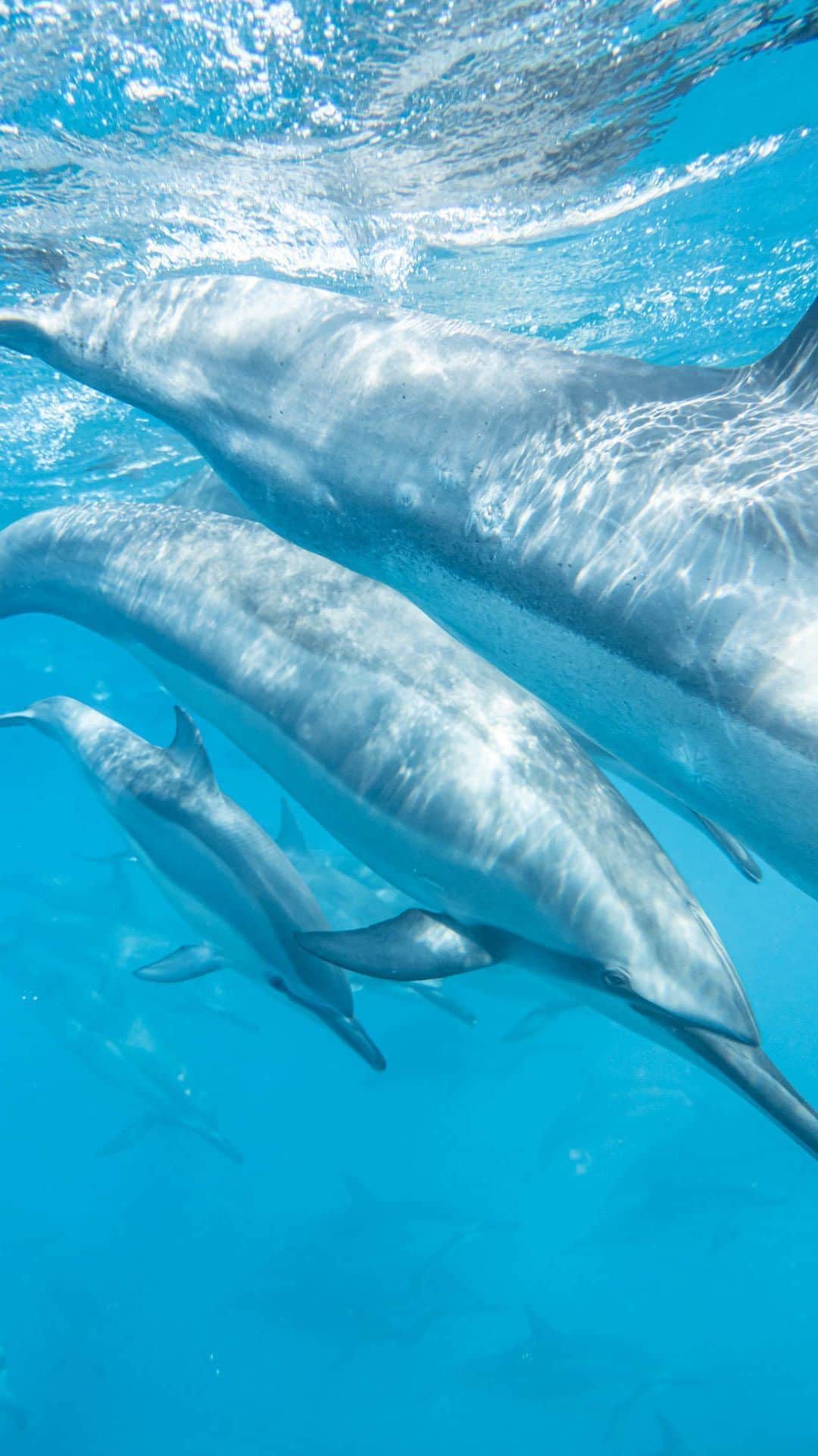 Ryoyaのインスタグラム：「I miss swim with them🥺🐬  これは数年前にハワイ島に行った時の映像ですが、今はハワイ島もイルカと泳ぐのは禁止になってしまいましたね〜 イルカやクジラと泳ぐというのは、日本は規制が緩めなので意外と日本が穴場なのかもしれませんね😂笑  僕が審査員をする「Sony Vlog Challenge 2022」ももう少しで締め切り〆です📸  誰でも参加できる＆入賞者には賞品もあるので、興味ある方はオフィシャルウェブサイトなどをチェック✨ @vlogcamerabysony #sonyvlogchallenge   https://www.sony.net/sonyvlogchallenge」