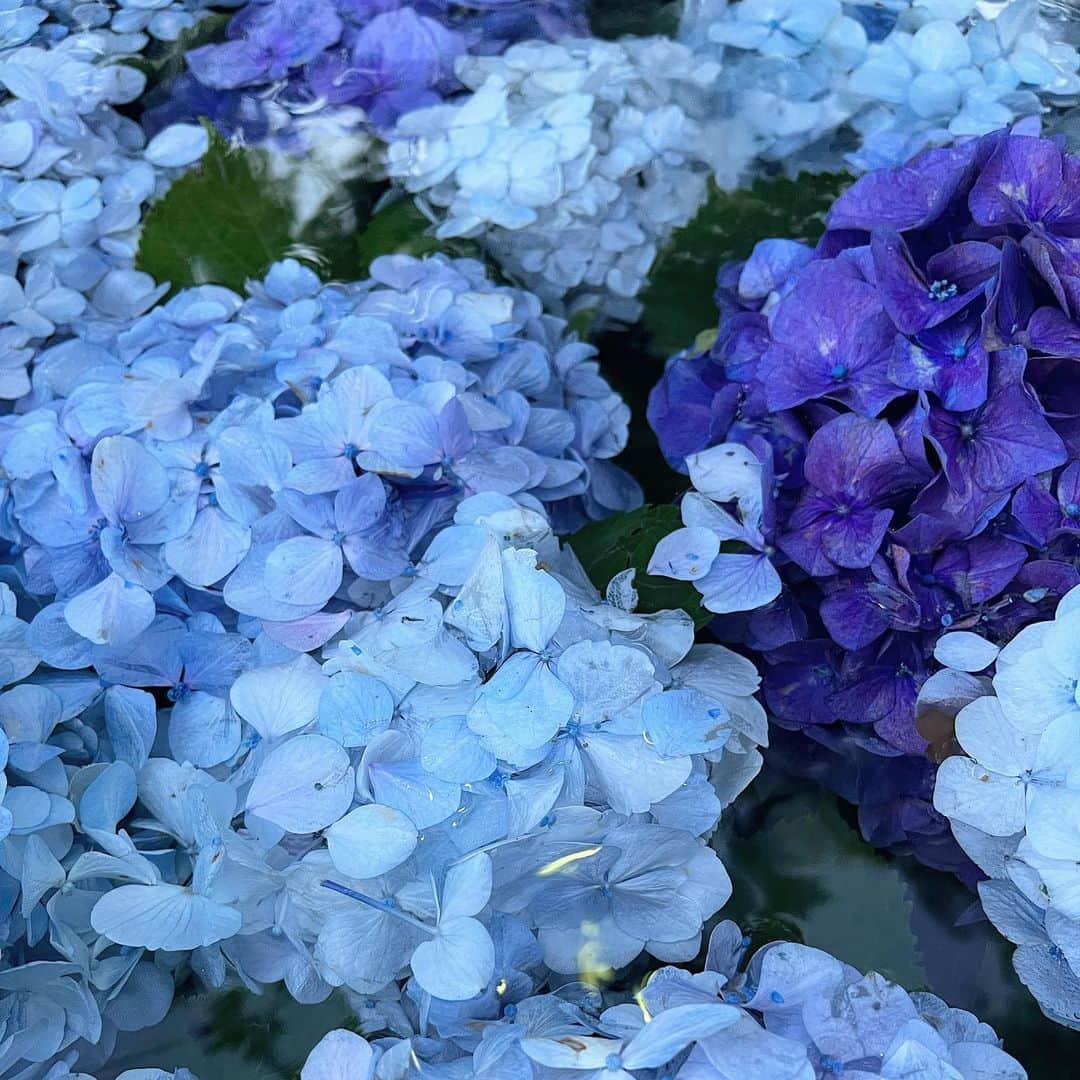 sarimaru(国木田さりまる)のインスタグラム：「花手水」