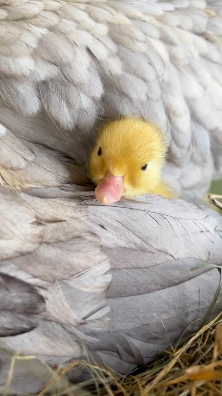Daily The Best And Funniest Videosのインスタグラム：「Cute baby duckling 🐣😍 By @lelevage_de_clement」