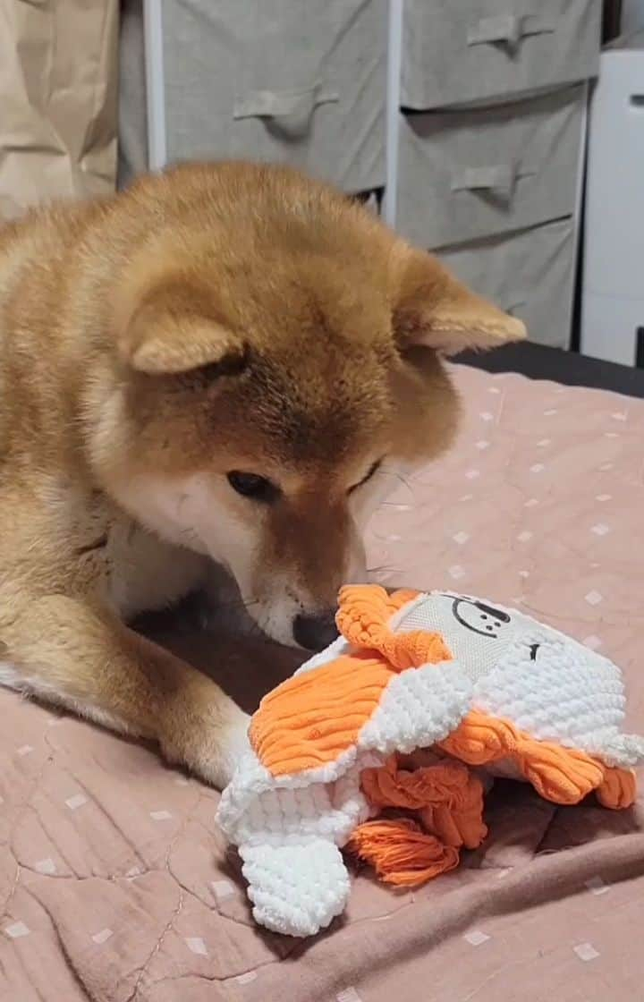 柴犬たま Shibainu Tamaのインスタグラム：「寝る前にもうひと遊び🐶🎵  Caption trans🇬🇧⠀⠀⠀ Play again before going to bed🐶🎵  #たま家族 #柴犬コイ #柴犬動画 #笑顔 #舌ぺろ #カミカミ #柴犬 #shiba #shibainu #shibastagram #犬 #dog」