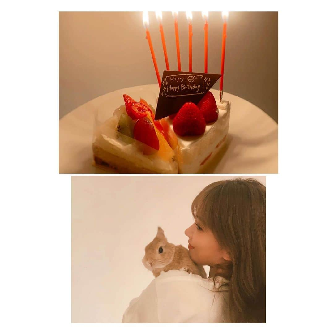 MACOさんのインスタグラム写真 - (MACOInstagram)「6th Birthday☺️🎂🤍✨ どわふ6歳おめでとう😌  ストーリーに長々書いてしまったけど 今ではなんでも、ペットも SNSに沢山載せられる時代だけど 自分のカメラフォルダだけで十分 という想いが年々強くなる 可愛すぎて、大事すぎて、。  たまに登場するどわちゃんですが、 その度可愛がってくれる 皆んなに心から感謝しています🫶🏻💓 ありがとう。  これからも、大事に大事に 育てていきます😌✨  どわふ、6歳本当におめでとう💕🎂  #HappyBirthday  #6th #うさぎのいる暮らし」6月25日 23時17分 - maco___official