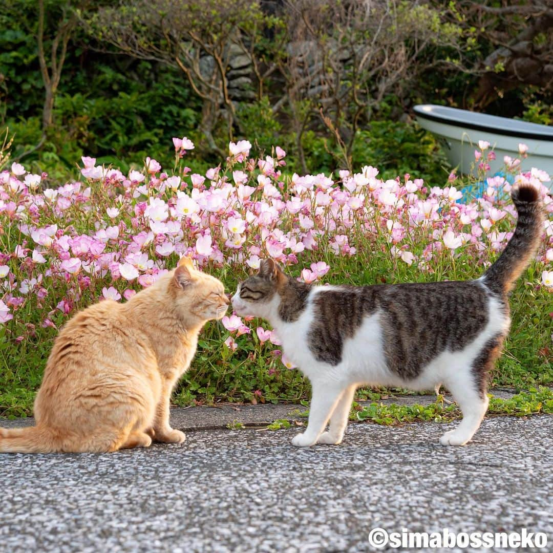 simabossnekoさんのインスタグラム写真 - (simabossnekoInstagram)「・ 島ねこセレクション🏝 Lovely & Cute cats selection❣️ Swipeしてね←←←🐾 （写真は「にゃっぷる旅するねこカレンダー2022」より一部抜粋） ・ ・ 〜本日締め切り日❗️〜  昨年に引き続き、昭文社「にゃっぷる 旅するねこカレンダー2023」にて @simabossneko と ぺにゃんこの写真が掲載される事となりました！  只今、ご一緒にカレンダーに登場していただけるにゃんこ写真を募集中です😸  ■応募方法 ① @mapple_nyapple （にゃっぷる編集部）をフォローしてください。 ※採用時のご連絡のため  ②ご自慢のねこ写真を用意し #にゃっぷるカレンダー23 のタグをつけて投稿。  ■応募締め切り 2022年6月26日（日）  応募についての注意事項など、詳細は下記URLをご確認ください ↓↓↓ https://www.mapple.net/original/355832/  @simabossneko または @p_nyanco22 のストーリーハイライト「6/26〆切 募集中」にも、上記URLを貼っています。  ネットでは【まっぷるトラベルガイド 2023 ねこ写真募集】と検索してみてください🔎  ※応募締め切り後は、にゃっぷる編集部にて、カレンダーのスペースにあわせて ご応募作品の中から各月4～5点、合計50点前後の作品が選ばれ採用となります。  皆さまからのご応募お待ちしております！ ・ ・ #しまねこ #島猫 #ねこ #自由猫 #にゃんすたぐらむ #猫写真 #みんねこ #catsofinstagram #過去pic #cats_of_world #catloversclub #pleasantcats #catstagram #meowed #ig_japan #lumixg9」6月26日 8時00分 - simabossneko