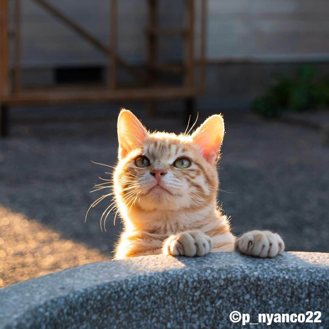 simabossnekoさんのインスタグラム写真 - (simabossnekoInstagram)「・ 島ねこセレクション🏝 Lovely & Cute cats selection❣️ Swipeしてね←←←🐾 （写真は「にゃっぷる旅するねこカレンダー2022」より一部抜粋） ・ ・ 〜本日締め切り日❗️〜  昨年に引き続き、昭文社「にゃっぷる 旅するねこカレンダー2023」にて @simabossneko と ぺにゃんこの写真が掲載される事となりました！  只今、ご一緒にカレンダーに登場していただけるにゃんこ写真を募集中です😸  ■応募方法 ① @mapple_nyapple （にゃっぷる編集部）をフォローしてください。 ※採用時のご連絡のため  ②ご自慢のねこ写真を用意し #にゃっぷるカレンダー23 のタグをつけて投稿。  ■応募締め切り 2022年6月26日（日）  応募についての注意事項など、詳細は下記URLをご確認ください ↓↓↓ https://www.mapple.net/original/355832/  @simabossneko または @p_nyanco22 のストーリーハイライト「6/26〆切 募集中」にも、上記URLを貼っています。  ネットでは【まっぷるトラベルガイド 2023 ねこ写真募集】と検索してみてください🔎  ※応募締め切り後は、にゃっぷる編集部にて、カレンダーのスペースにあわせて ご応募作品の中から各月4～5点、合計50点前後の作品が選ばれ採用となります。  皆さまからのご応募お待ちしております！ ・ ・ #しまねこ #島猫 #ねこ #自由猫 #にゃんすたぐらむ #猫写真 #みんねこ #catsofinstagram #過去pic #cats_of_world #catloversclub #pleasantcats #catstagram #meowed #ig_japan #lumixg9」6月26日 8時00分 - simabossneko