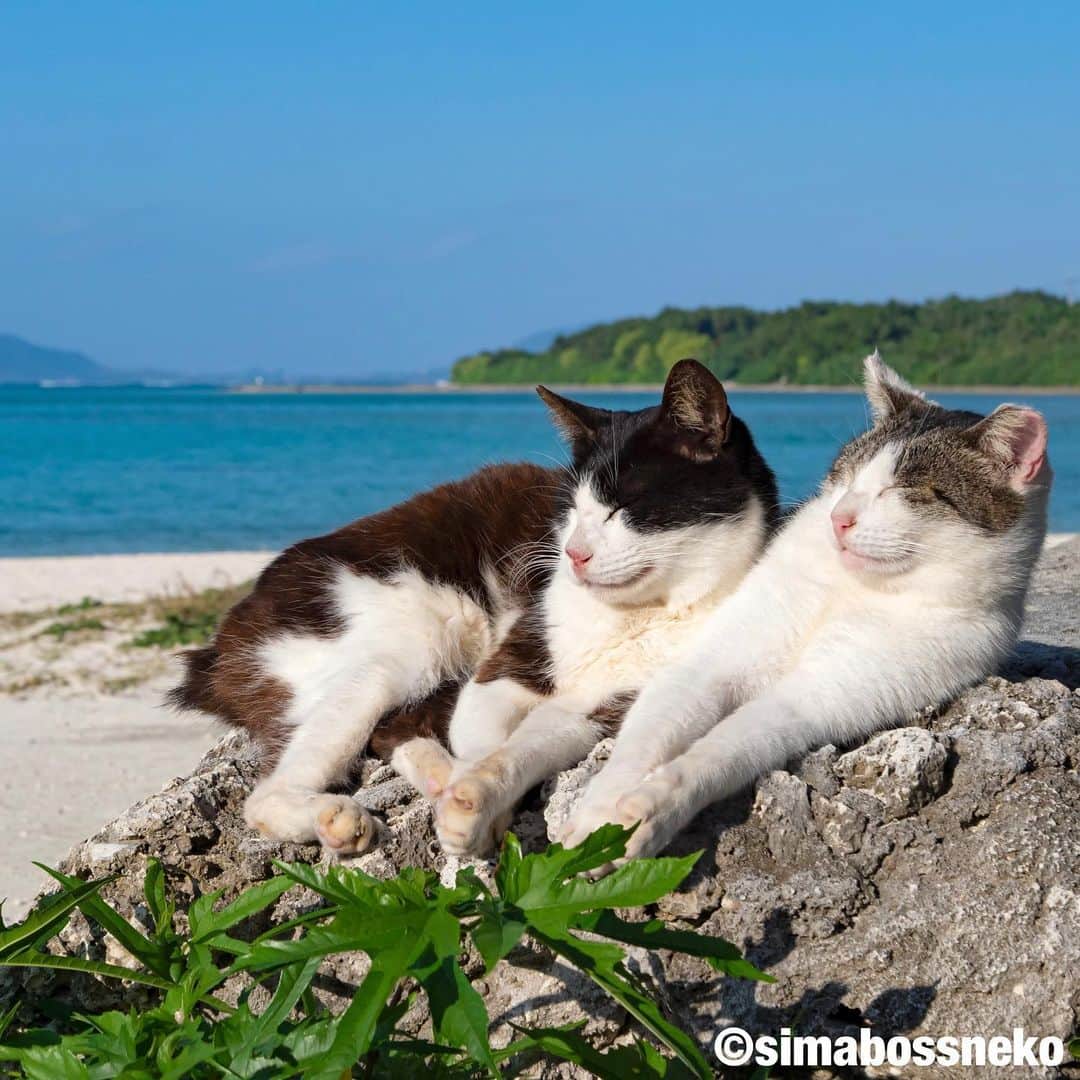 simabossnekoさんのインスタグラム写真 - (simabossnekoInstagram)「・ 島ねこセレクション🏝 Lovely & Cute cats selection❣️ Swipeしてね←←←🐾 （写真は「にゃっぷる旅するねこカレンダー2022」より一部抜粋） ・ ・ 〜本日締め切り日❗️〜  昨年に引き続き、昭文社「にゃっぷる 旅するねこカレンダー2023」にて @simabossneko と ぺにゃんこの写真が掲載される事となりました！  只今、ご一緒にカレンダーに登場していただけるにゃんこ写真を募集中です😸  ■応募方法 ① @mapple_nyapple （にゃっぷる編集部）をフォローしてください。 ※採用時のご連絡のため  ②ご自慢のねこ写真を用意し #にゃっぷるカレンダー23 のタグをつけて投稿。  ■応募締め切り 2022年6月26日（日）  応募についての注意事項など、詳細は下記URLをご確認ください ↓↓↓ https://www.mapple.net/original/355832/  @simabossneko または @p_nyanco22 のストーリーハイライト「6/26〆切 募集中」にも、上記URLを貼っています。  ネットでは【まっぷるトラベルガイド 2023 ねこ写真募集】と検索してみてください🔎  ※応募締め切り後は、にゃっぷる編集部にて、カレンダーのスペースにあわせて ご応募作品の中から各月4～5点、合計50点前後の作品が選ばれ採用となります。  皆さまからのご応募お待ちしております！ ・ ・ #しまねこ #島猫 #ねこ #自由猫 #にゃんすたぐらむ #猫写真 #みんねこ #catsofinstagram #過去pic #cats_of_world #catloversclub #pleasantcats #catstagram #meowed #ig_japan #lumixg9」6月26日 8時00分 - simabossneko