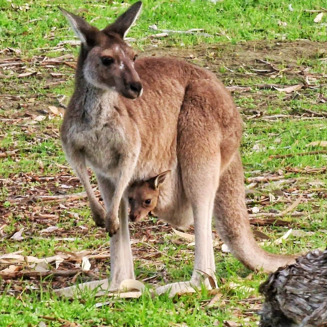 ジェームズ・フェルプスのインスタグラム：「When you're playing so good the local Mum brings her baby to see.... #kangaroo #joey #yesonthegolfcourse #wa #golf #travel 🦘🇦🇺 Thanks Jeff, Howard and everyone at @lakekarrinyupcountryclub for a warm welcome」