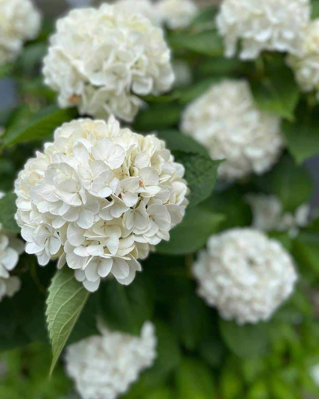 馬場典子さんのインスタグラム写真 - (馬場典子Instagram)「白い紫陽花は染まらないそうですね。 amebloに出演情報アップしました。」6月26日 13時05分 - baba_channel