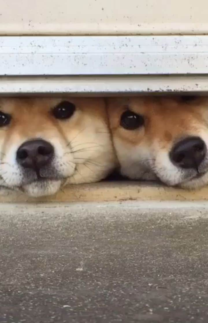 柴犬たま Shibainu Tamaのインスタグラム