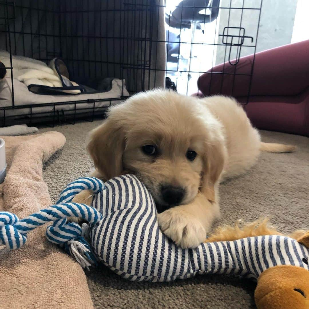 トラビス・マホーニーさんのインスタグラム写真 - (トラビス・マホーニーInstagram)「Welcome to the family @golden_lennny 😍🥰 Follow him for all the 🐶 updates   #goldenretriever #puppy #goldenretrieversofinstagram」6月26日 14時55分 - travismahoney