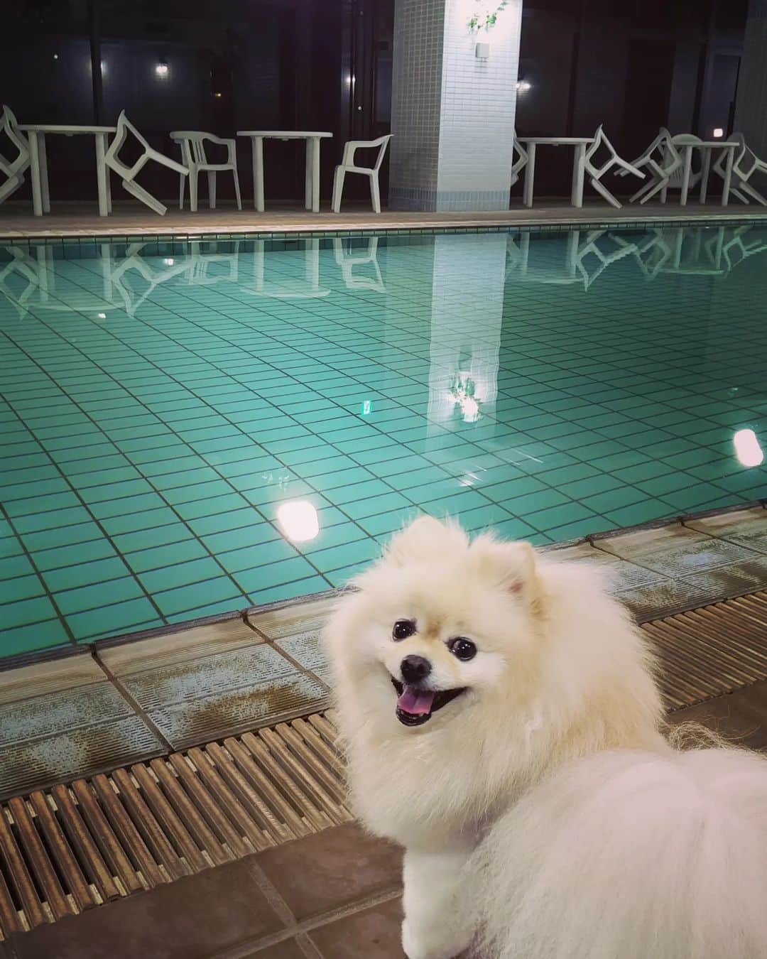 京野美麗さんのインスタグラム写真 - (京野美麗Instagram)「🌊 Pool！」6月26日 20時29分 - latte_ishiteru
