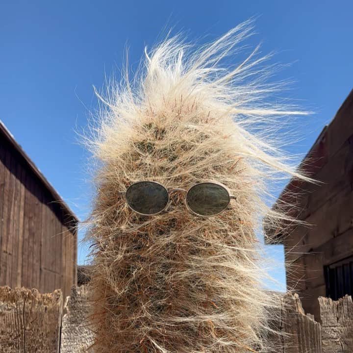 コンスタンス・ジマーのインスタグラム：「Still feeling a bit prickly. #sundayselfie」