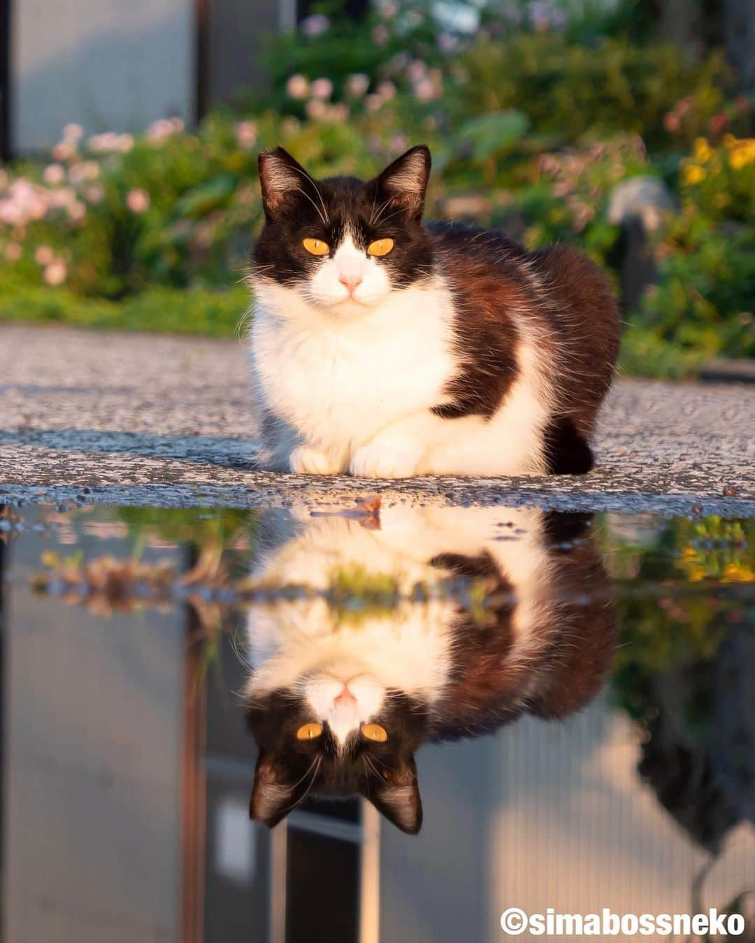 simabossnekoさんのインスタグラム写真 - (simabossnekoInstagram)「・ 鏡の中のにゃんこ達✨ Cats in the mirror❣️ Swipeしてね←←🐾 ・ ・ #鏡の中の世界 #しまねこ #島猫 #ねこ #自由猫 #にゃんすたぐらむ #猫写真 #みんねこ #catsofinstagram #過去pic #cats_of_world #catloversclub #pleasantcats #catstagram #meowed #ig_japan #lumixg9」6月27日 8時00分 - simabossneko