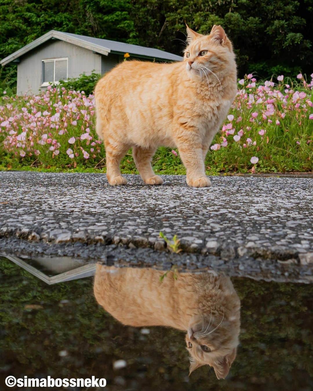 simabossnekoさんのインスタグラム写真 - (simabossnekoInstagram)「・ 鏡の中のにゃんこ達✨ Cats in the mirror❣️ Swipeしてね←←🐾 ・ ・ #鏡の中の世界 #しまねこ #島猫 #ねこ #自由猫 #にゃんすたぐらむ #猫写真 #みんねこ #catsofinstagram #過去pic #cats_of_world #catloversclub #pleasantcats #catstagram #meowed #ig_japan #lumixg9」6月27日 8時00分 - simabossneko