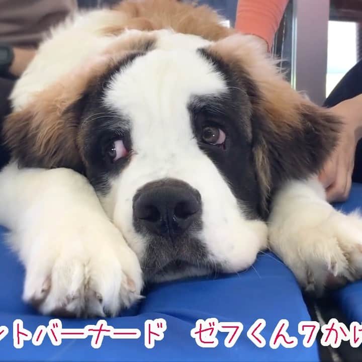安達元一のインスタグラム：「超かわいいワンちゃんのマッサージ動画を作りました！是非、見てみて下さい〜！ ７ヶ月のセントバーナード、ゼフ君です。見ているだけで、幸せホルモンが出ますよ〜！ https://www.youtube.com/channel/UCvUhZ66rNU2JE3ExreNgR8g」