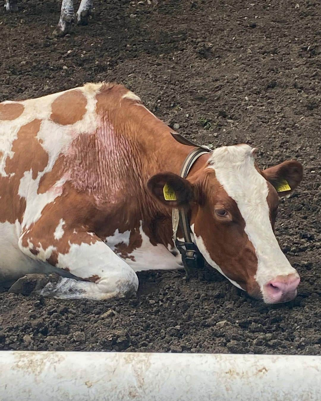 青島心のインスタグラム：「🐄 この間チャリダーであみちゃんと練習しました 今度に向けて最近頑張ってます💨 終わった後はみんなでラーメンを摂取しました、、小麦最高、、」