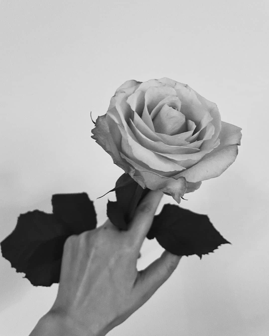 霧島れいかのインスタグラム：「❤︎❤︎❤︎ クランクアップで頂いた薔薇🌹 良い香りでホッと静かな時間。  #pinkroses  #feelgood#quiettime」