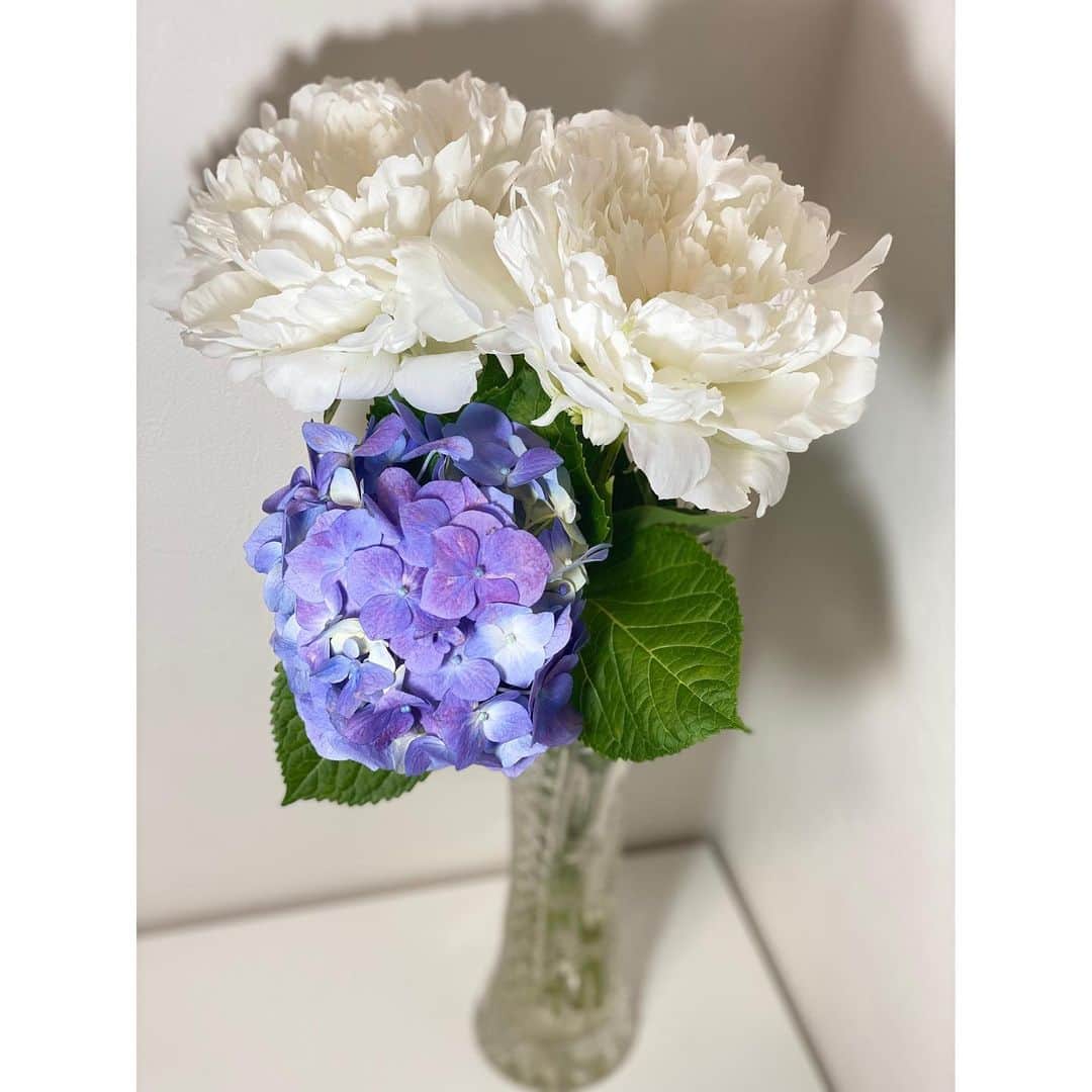大島璃音のインスタグラム：「紫のお花3連続投稿😅  お家の中にも紫の紫陽花をお迎えしました💜 白のボリュームある芍薬と共に💐  梅雨明けして紫陽花のシーズンも早々に終わりを迎えてしまいそうですが、少しでも長く楽しめますように🕊」
