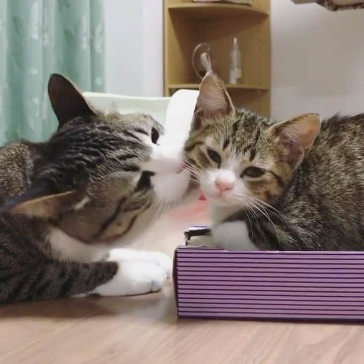 すずめくんのインスタグラム：「🐒💖  本日(6/27)は、うなぎの5回目の #うちの子記念日 です🐱💓  リポストにはなりますが、飼い主のいちばん好きな動画です🥺💖  小さくて手のひらサイズだったうーちゃん、、、 とっても立派になりました😅🎶  #家族記念日  #保健所収容猫   Suzume & baby Unagi.」