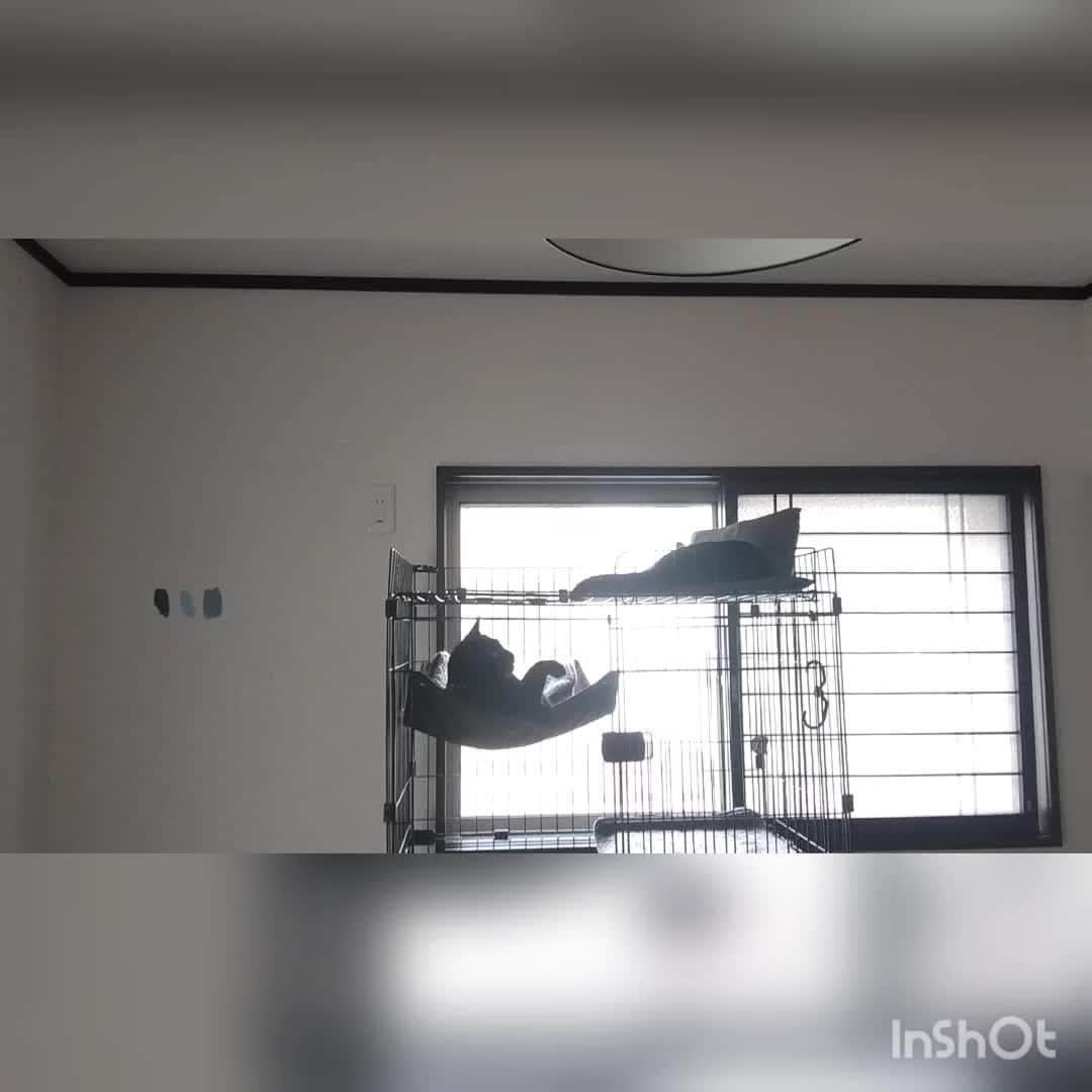 yukoのインスタグラム：「梅雨明けだって  何のその(ФωФ)にゃ～♪」