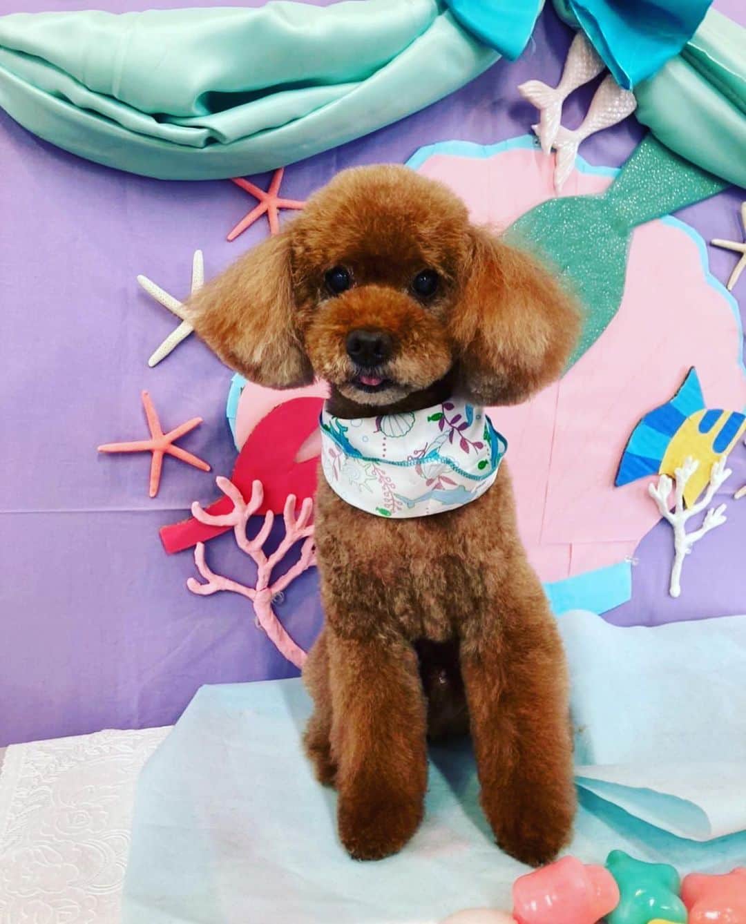 のインスタグラム：「* #藤澤ノリマサ  #fujisawanorimasa  #norimasafujisawa  #popopera #ポップオペラ #photo #pets  #toypoodle  #love #poodle  #といぷーどる  #とりみんぐ  *」