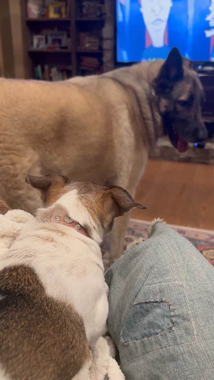 ディーン・ノリスのインスタグラム：「Tiny dog energy 💪💪」